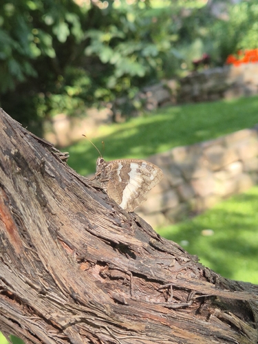 Great Banded Grayling