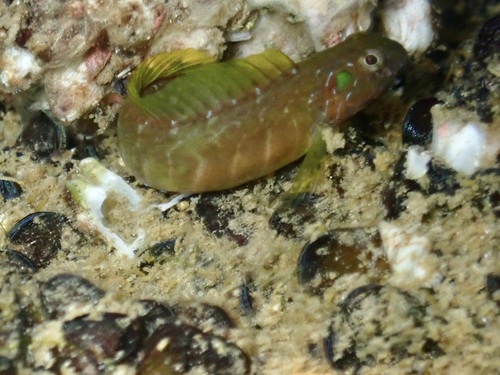 Omobranchus fasciolatus observed 2026-08-22