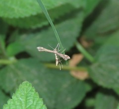 Oxyptilini