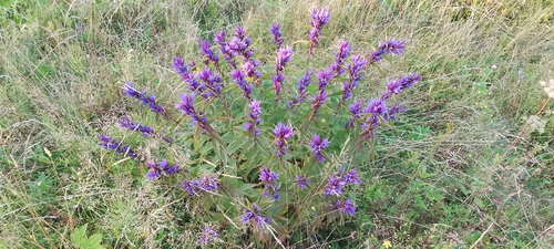 willow gentian