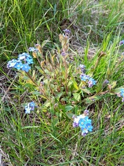 Myosotis sylvatica