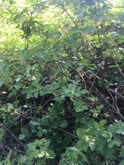 Toxicodendron diversilobum