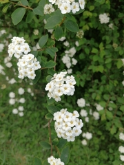 Spiraea × vanhouttei