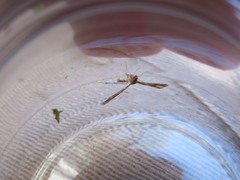 Oxyptilini