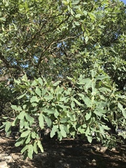 Quercus laceyi