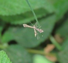 Oxyptilini