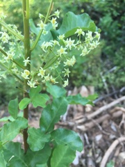 Toxicodendron diversilobum