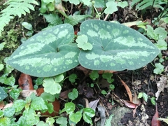 Asarum macranthum