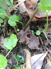 Asarum macranthum