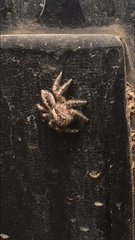 Evarcha insularis