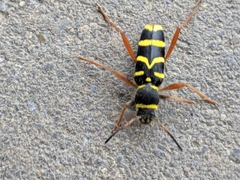 Clytus arietis