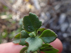 Chaenostoma campanulatum