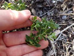 Chaenostoma campanulatum