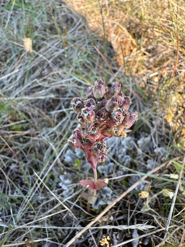Viscaria alpina, photograph 3