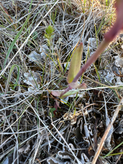 Viscaria alpina, photograph (c) Ida B D Jacobsen, some rights reserved (CC BY)