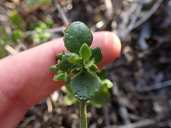 Chaenostoma campanulatum