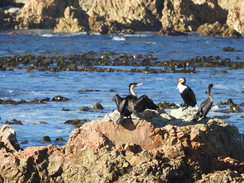 iNaturalist image