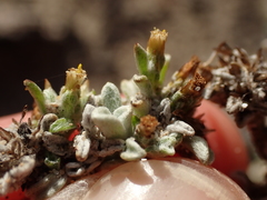 Helichrysum litorale