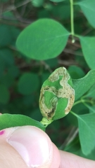 Aulagromyza cornigera