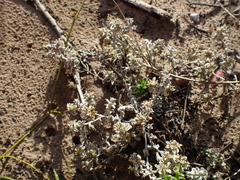 Helichrysum litorale