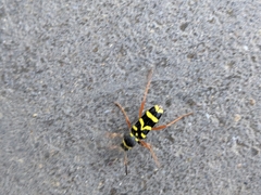 Clytus arietis