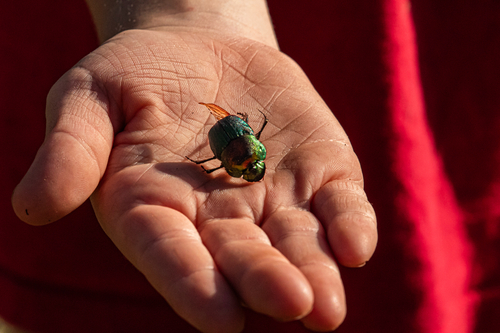 Rainbow Scarab