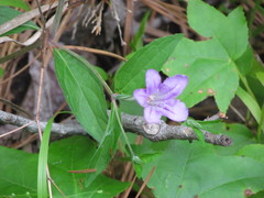 Ruellia pedunculata