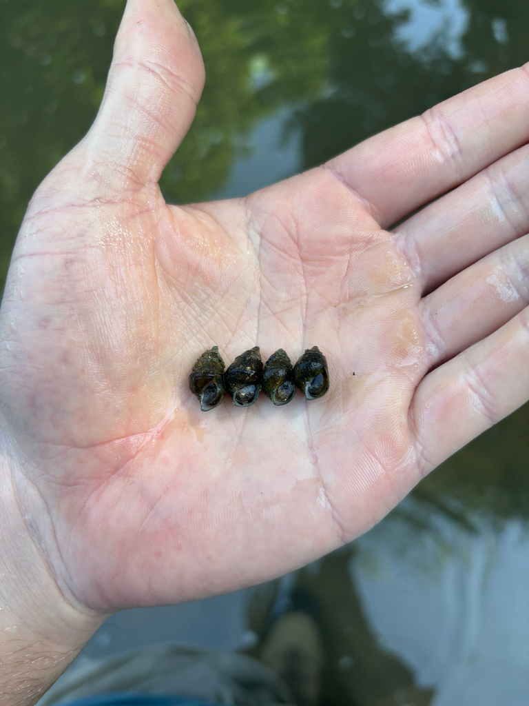 Walnut Elimia