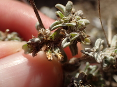 Helichrysum litorale