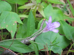 Ruellia pedunculata