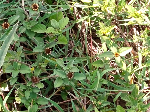 Sanvitalia ocymoides