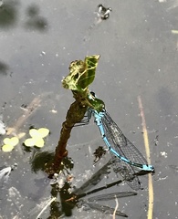 Coenagrion puella