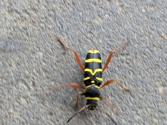 Clytus arietis