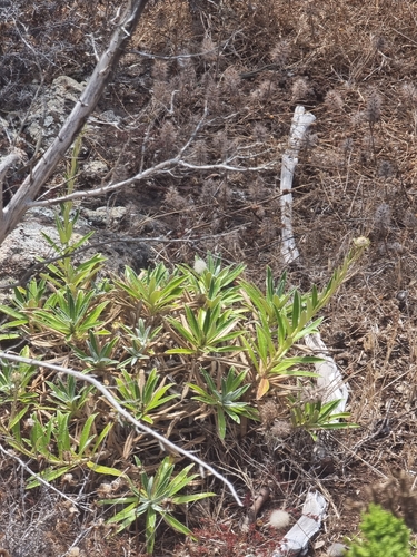 Carlina salicifolia, photograph 2
