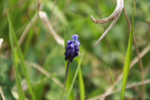 Muscari neglectum