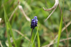 Muscari neglectum