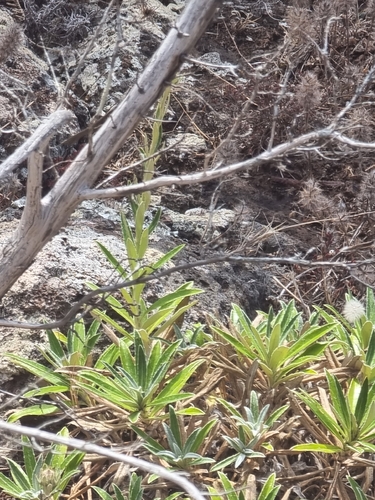 Carlina salicifolia, photograph 4