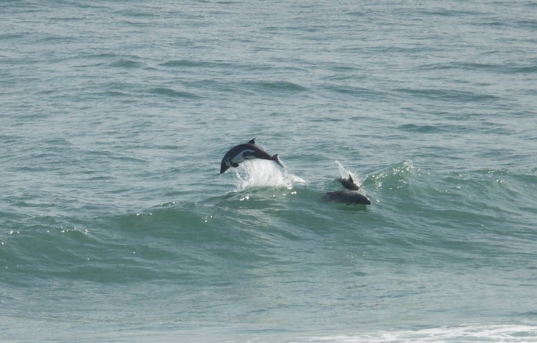 Cephalorhynchus heavisidii