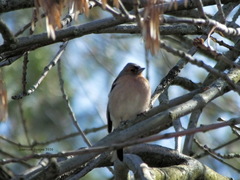 Fringilla coelebs
