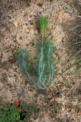 Pinus canariensis, photograph (c) Tony Rebelo, some rights reserved (CC BY-SA)