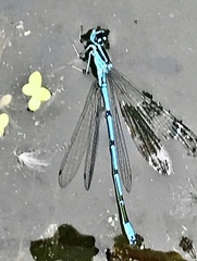 Coenagrion puella