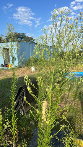 horseweed