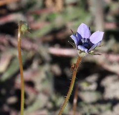 (c) Tony Rebelo, some rights reserved (CC BY-SA) Wahlenbergia capensis, photograph (c) Tony Rebelo, some rights reserved (CC BY-SA)