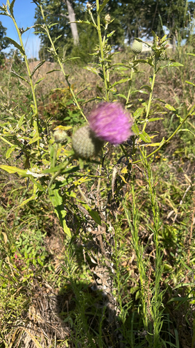 Tall Thistle