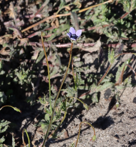 Wahlenbergia capensis, photograph 5