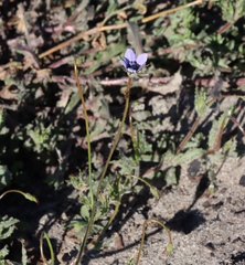 (c) Tony Rebelo, some rights reserved (CC BY-SA) Wahlenbergia capensis, photograph (c) Tony Rebelo, some rights reserved (CC BY-SA)