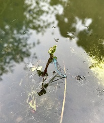 Coenagrion puella