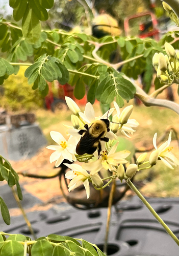 Brown-belted Bumble Bee