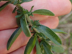 Felicia erigeroides