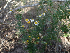 Felicia erigeroides